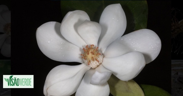 Une espèce de magnolia jamais vue depuis près de 100 ans trouvée dans une forêt en Haïti